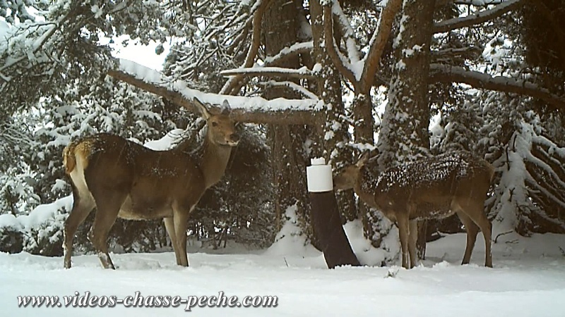 biche, bichette et faon